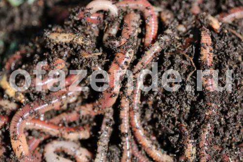 Белые червячки в земле на огороде фото и названия