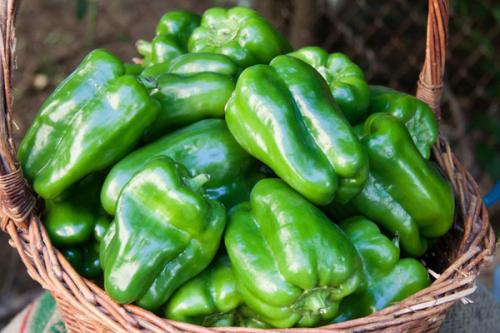 Зеленые перцы. Сорта сладкого и острого зеленого перца