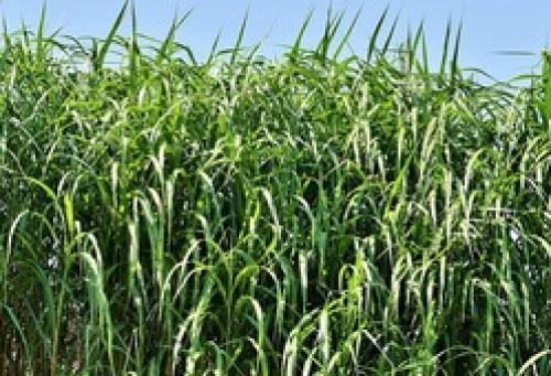 Где в России растет сахарный тростник. Сахарный тростник в России