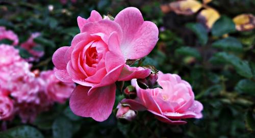 Особенности розы. Садовые розы: виды и сорта, посадка и уход
