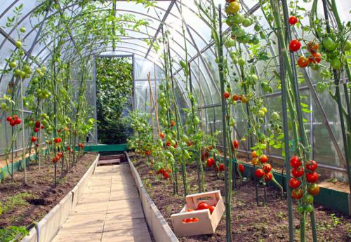 Сколько кустов томатов можно посадить в теплице 3х6. Посадка томатов в парниках и теплицах
