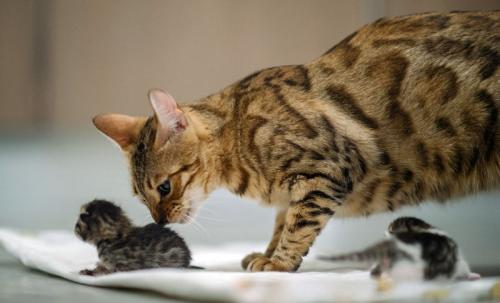 Беспокойное поведение кошки после родов. Что в норме должна делать кошка?
