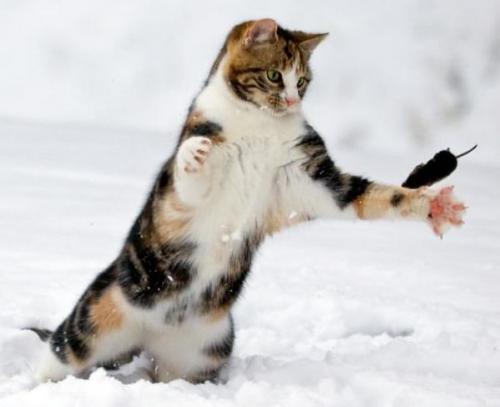 Ловят ли британские кошки мышей. Узнайте — ловят ли британские кошки мышей?