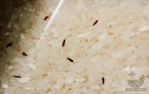 Как хранить рис, чтобы не завелись жучки. Как надо хранить крупы, чтоб не заводились жучки и моль