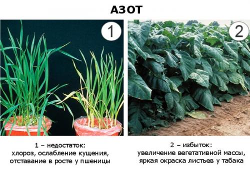 Избыток фосфора у растений фото