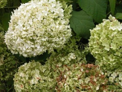 Как сохранить цветы гортензии для зимнего букета. Как лучше засушить гортензию?