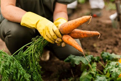 В каком знаке зодиака лучше убирать морковь на хранение. Признаки зрелости корнеплода и уборка