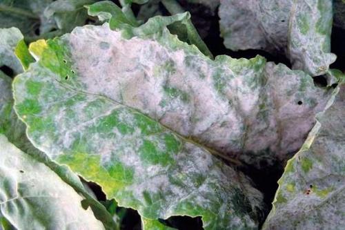 Белые пятна на листьях свеклы. Распространенные болезни и вредители свеклы