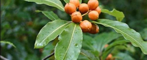 Питтоспорум плоды. Ботаническое описание и свойства растения