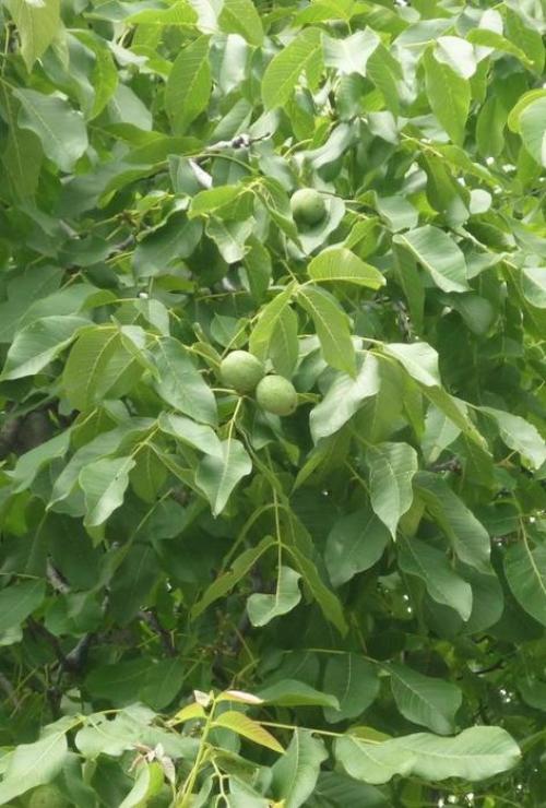 Можно ли листьями ореха укрывать чеснок. Можно ли листьями грецкого ореха удобрять огород ...