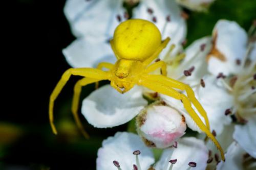 Желтые маленькие паучки. Цветочный паук