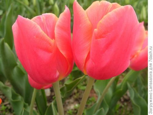Сорта ранних тюльпанов. 10 лучших сортов простых ранних тюльпанов