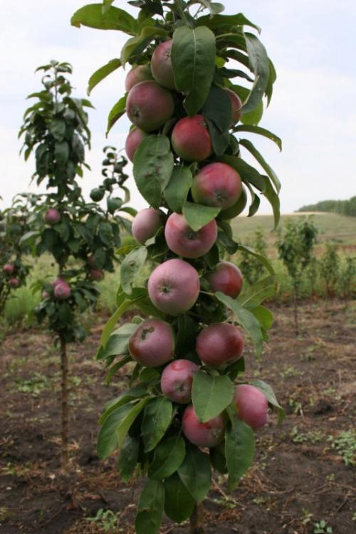 Можно ли сажать рядом с яблоней сливу. Характеристики плодовых культур