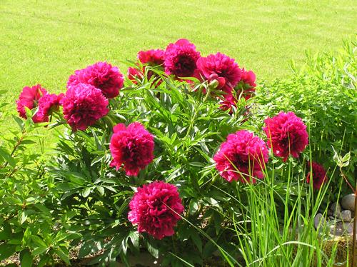 Tenuifolia rubra plena пион. Особенности агротехники