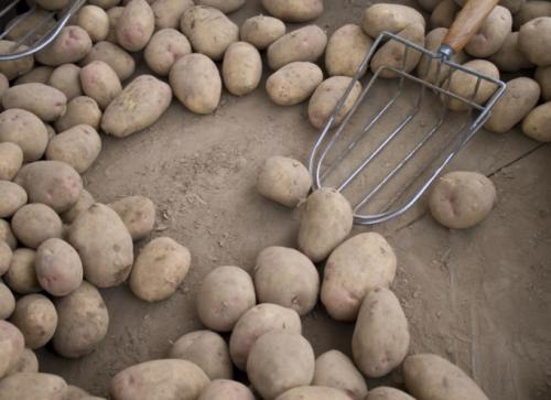 Картошка почему сладкая. Почему после подмораживания картофель сладкий