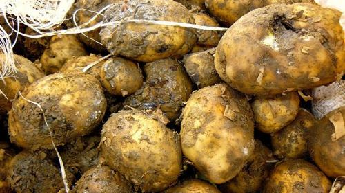 Картошка гниет изнутри. Что делать, если гниет картошка в погребе, почему это происходит и как предотвратить проблему