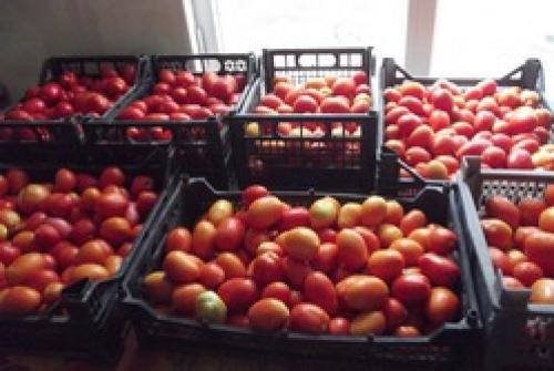 Переработка помидоров в домашних условиях. Как быстро и качественно переработать томаты.