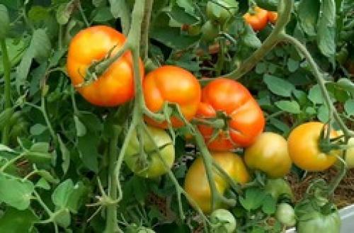 Когда убирать помидоры на урале в открытом грунте. Особенности уральских томатов в открытом грунте.