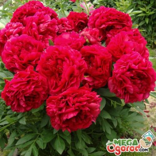 Paeonia tenuifolia rubra plena. Описание сорта рубра плена  