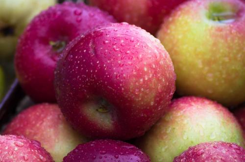 Горькие яблоки сорт. 50 сортов яблок с фото и описаниями