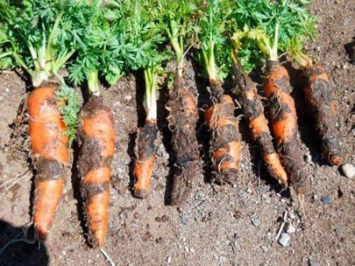 Можно садить после моркови на следующий год морковь опять. Что посадить после моркови: составляем план засаживания участка правильно