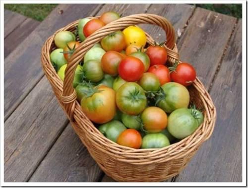 Когда снимать помидоры в открытом грунте на урале. Когда снимать помидоры в открытом грунте?