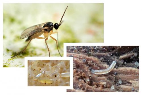Прозрачные черви в земле комнатных растений. Виды насекомых-вредителей, похожих на червяков
