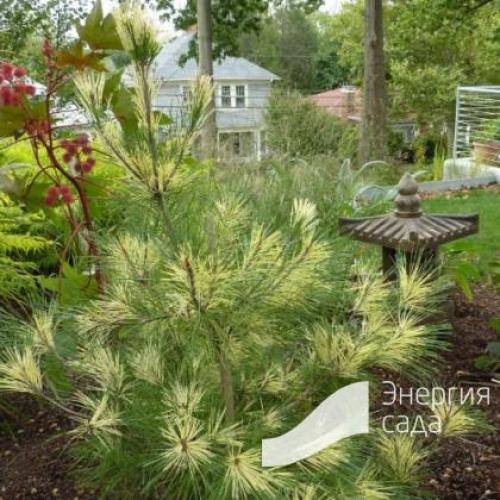 Сосна Окулус-драконис описание. Вы здесь