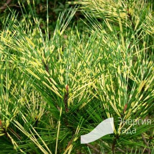 Сосна Окулус-драконис описание. Вы здесь