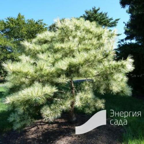 Сосна Окулус-драконис описание. Вы здесь