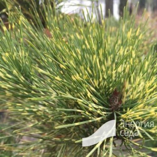 Сосна Окулус-драконис описание. Вы здесь