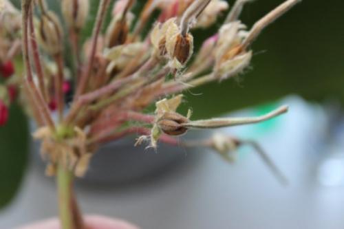 Полное руководство по сбору и заготовке семян цветов 17 Полное руководство по сбору и заготовке семян цветов 17