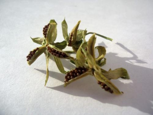 Полное руководство по сбору и заготовке семян цветов 15 Полное руководство по сбору и заготовке семян цветов 15