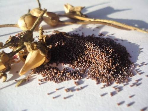 Как определить, когда семена цветов созрели для сбора. Как собрать семена цветов: основные правила, популярные сорта