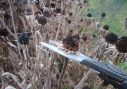 Полное руководство по сбору и заготовке семян цветов 11 Полное руководство по сбору и заготовке семян цветов 11