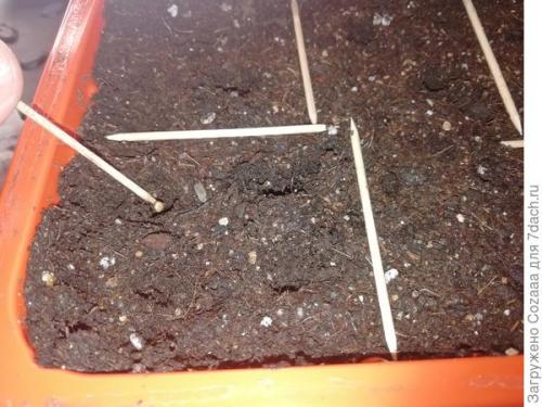 Какие инструменты мне понадобятся для подготовки почвы к посеву семян. Иметь удобные инструменты для посева семян и пикировки рассады - это важно!