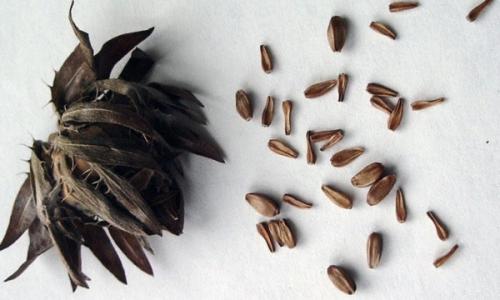 Полное руководство по сбору и заготовке семян цветов 14 Полное руководство по сбору и заготовке семян цветов 14