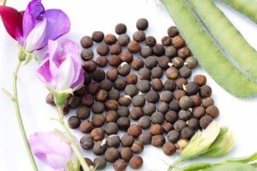 Полное руководство по сбору и заготовке семян цветов 16 Полное руководство по сбору и заготовке семян цветов 16