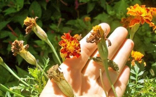 Полное руководство по сбору и заготовке семян цветов 12 Полное руководство по сбору и заготовке семян цветов 12