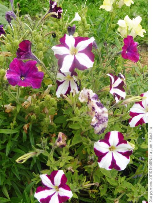 Собираем и заготавливаем свои семена цветов Статьи. Осенью семена собираем, а весной от их нехватки не страдаем