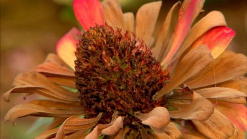 Полное руководство по сбору и заготовке семян цветов 13 Полное руководство по сбору и заготовке семян цветов 13