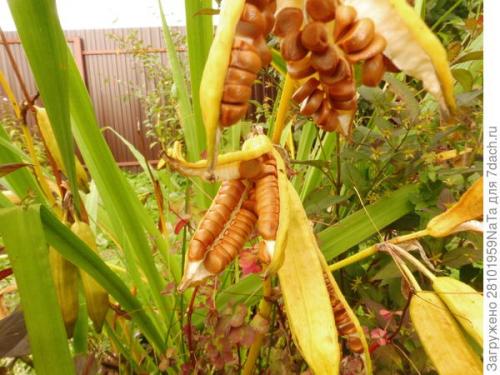 Собираем и заготавливаем свои семена цветов Статьи. Осенью семена собираем, а весной от их нехватки не страдаем