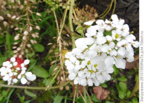 Собираем и заготавливаем свои семена цветов Статьи. Осенью семена собираем, а весной от их нехватки не страдаем