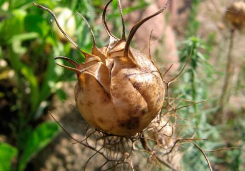 Как правильно сушить собранные семена цветов. Собираем и заготавливаем свои семена цветов