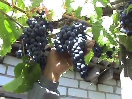 Один виноград описание сорта. Описание сорта винограда Один