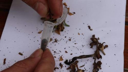 Как определить, созрели ли семена для сбора, если плоды еще не все созрели. Сбор семян с разных сортов цветов