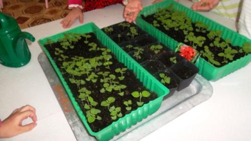 Как выбрать подходящее время для посева семян сальвии. Когда сажать семена сальвии на рассаду