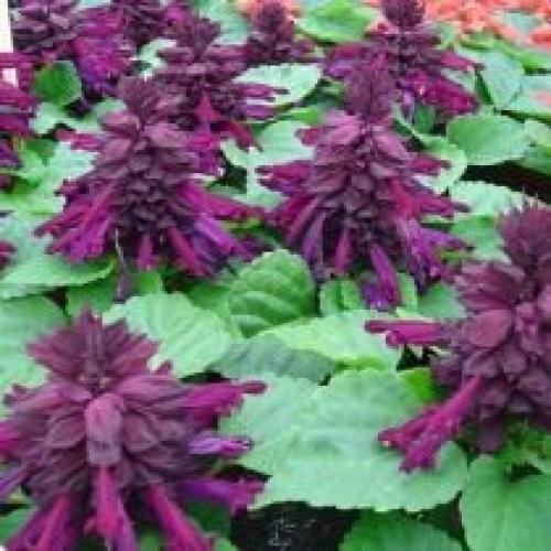 Посев и всходы сальвии. Выращивание сальвии