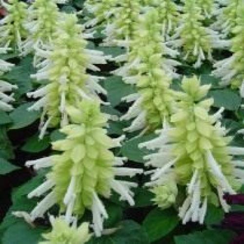 Посев и всходы сальвии. Выращивание сальвии