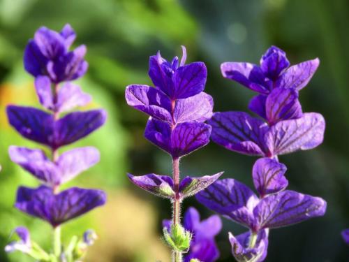 Как часто нужно поливать посевы сальвии. Шалфей: когда сажать в открытый грунт и как правильно ухаживать